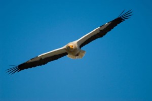 Turismo ornitológico en la Sierra de Guara