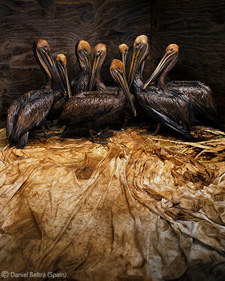 Foto realizada por Daniel Beltrá, 1 premio absoluto del Wildlife photographer 2011